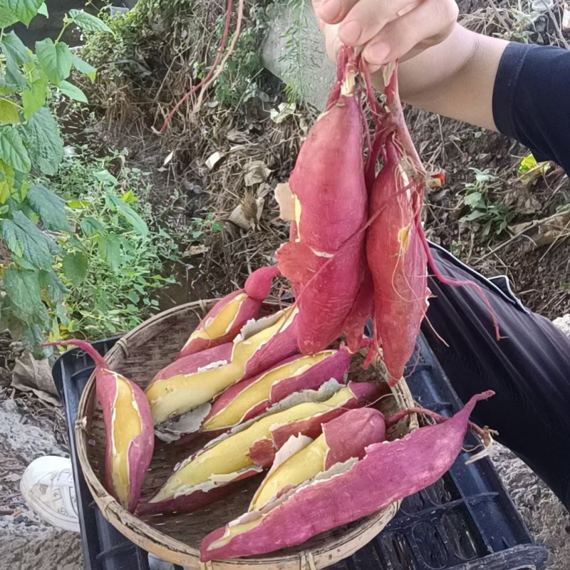 一件包邮陕西临潼板栗红薯红薯北田红薯
