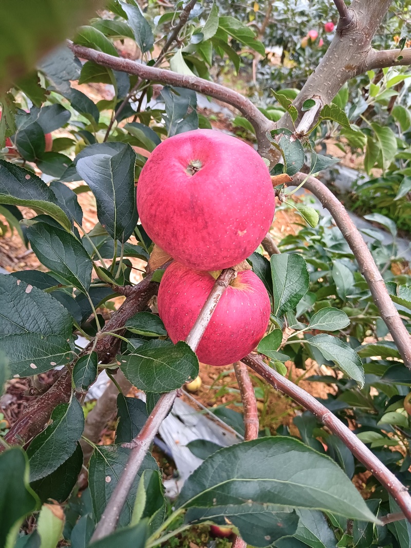 云南高原华硕苹果