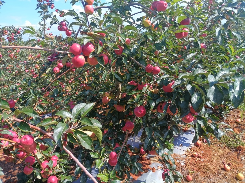 云南高原华硕苹果