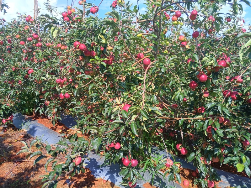 云南高原华硕苹果