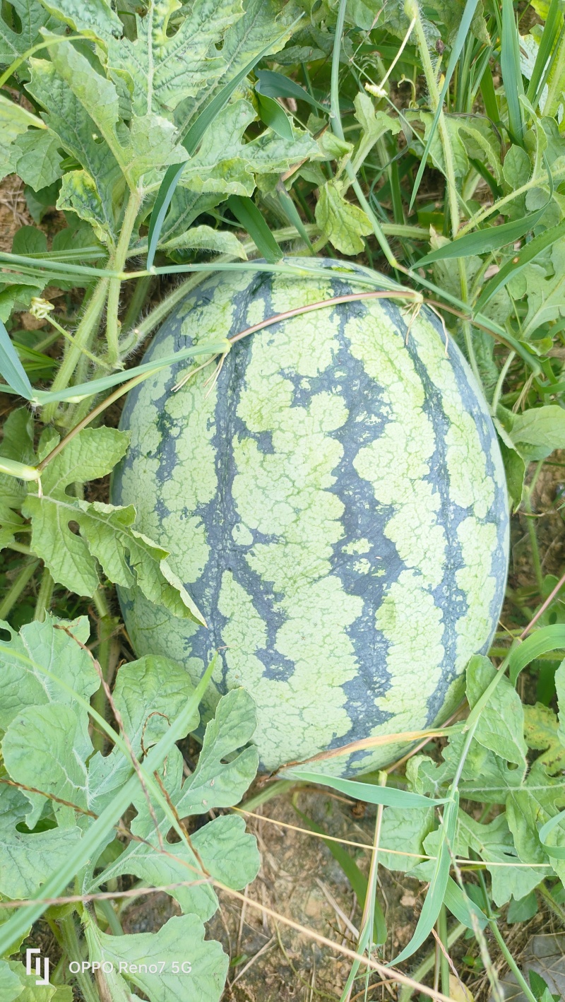 甜王