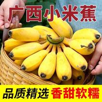 广西小米蕉10/5/当季新鲜水果包邮小香