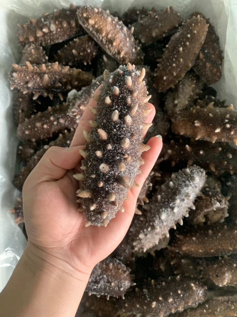 【工厂直发】冷冻高品质，鲜食海参刺参，口感好QQ弹弹