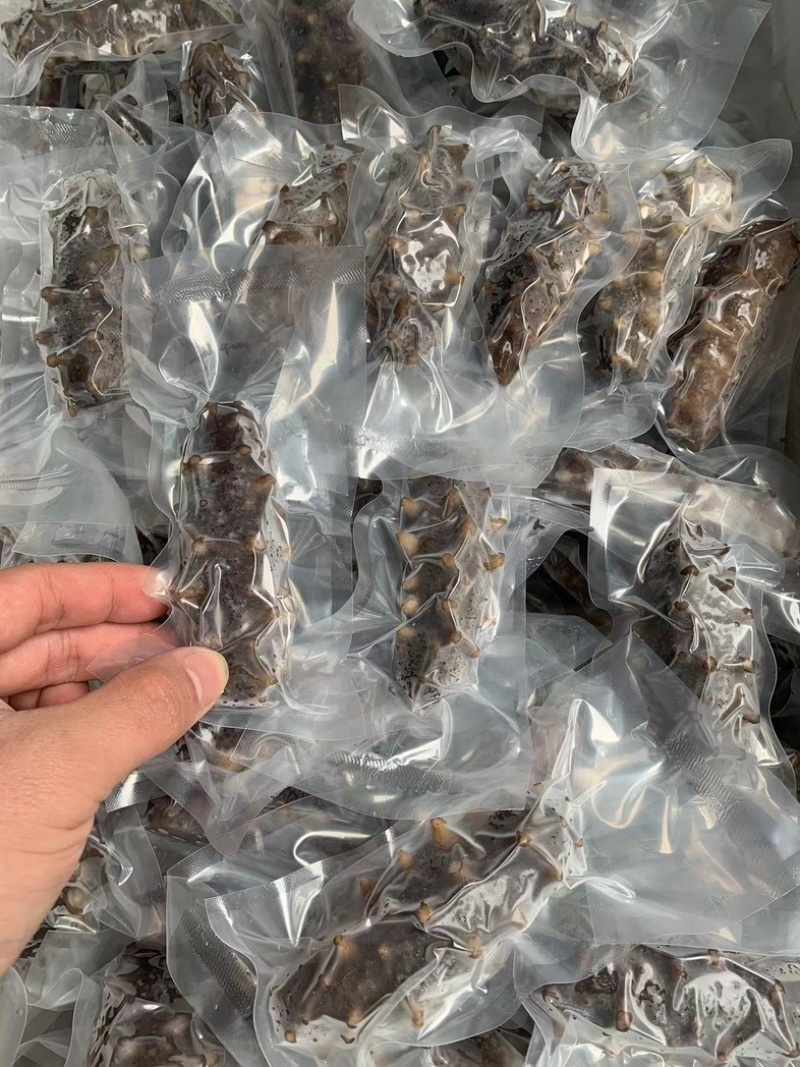 【工厂直发】冷冻高品质，鲜食海参刺参，口感好QQ弹弹