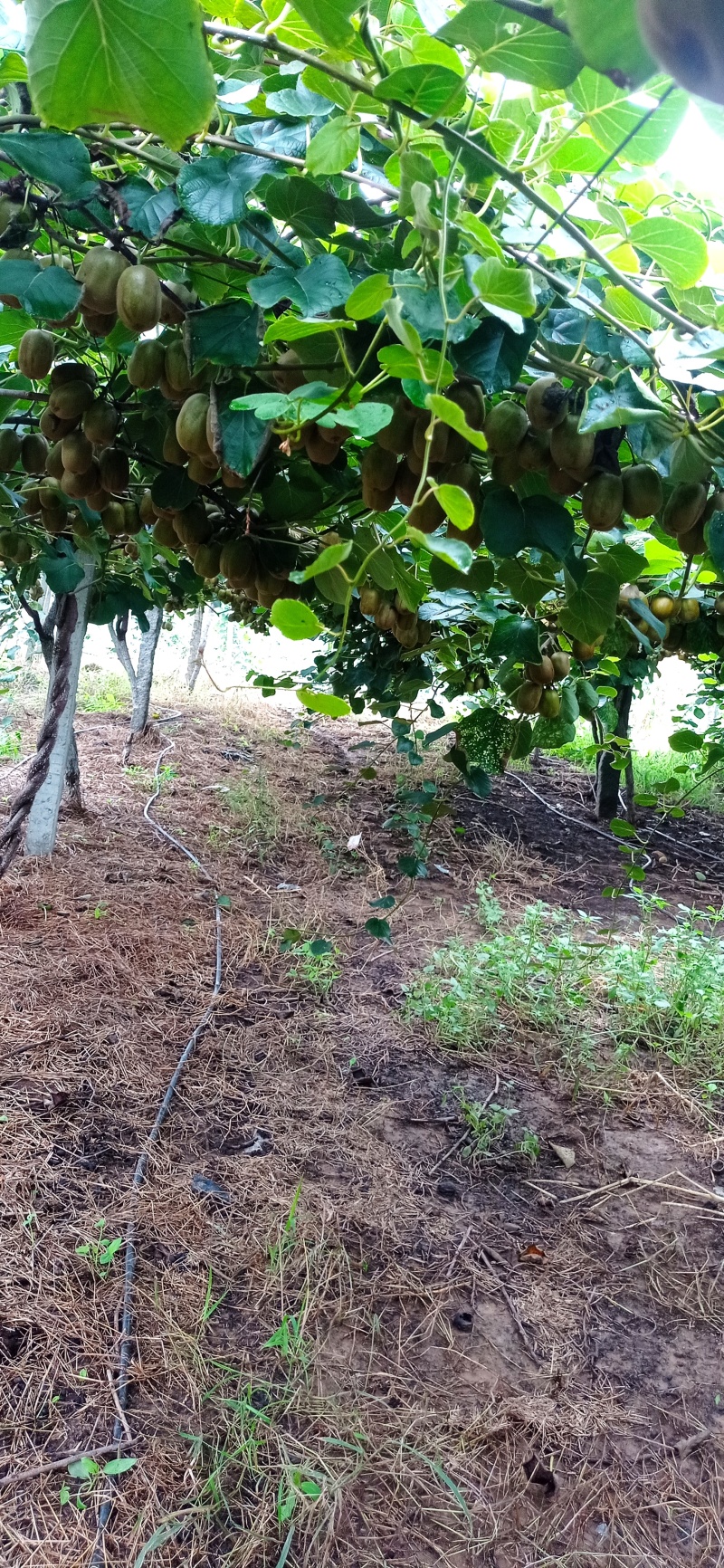 泰山一号，碧玉猕猴桃，绿心猕猴桃大量上市