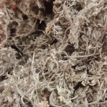 茵陈棉干货中药材产地直发一斤发货保质保量欢迎致电