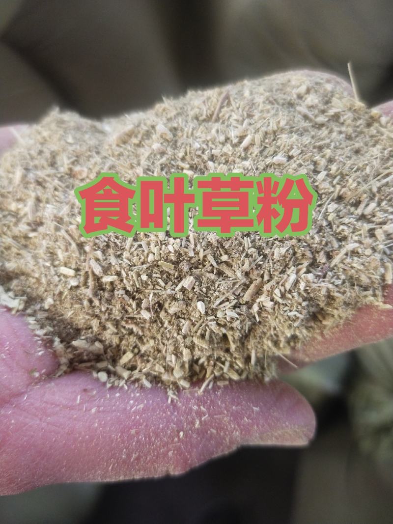 饲料级食叶草粉