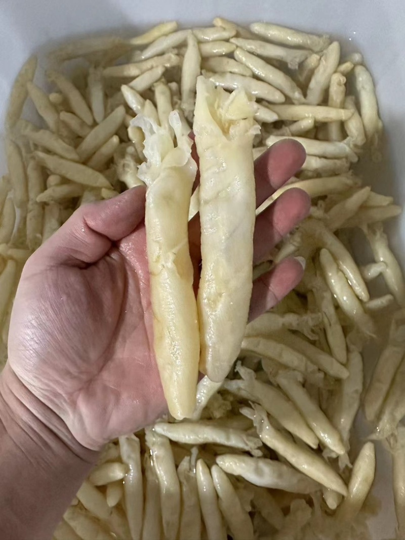 【精品】花胶筒，规格齐全，厂家直发，量大价优可批发可零售