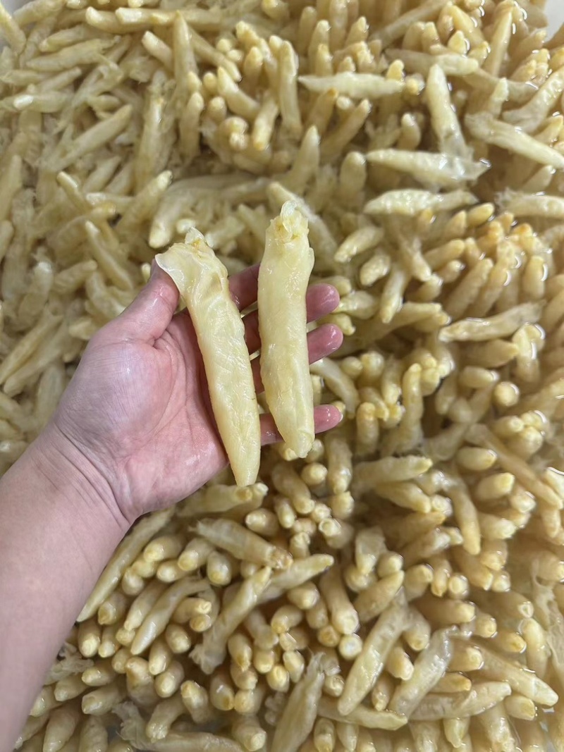 【精品】花胶筒，规格齐全，厂家直发，量大价优可批发可零售
