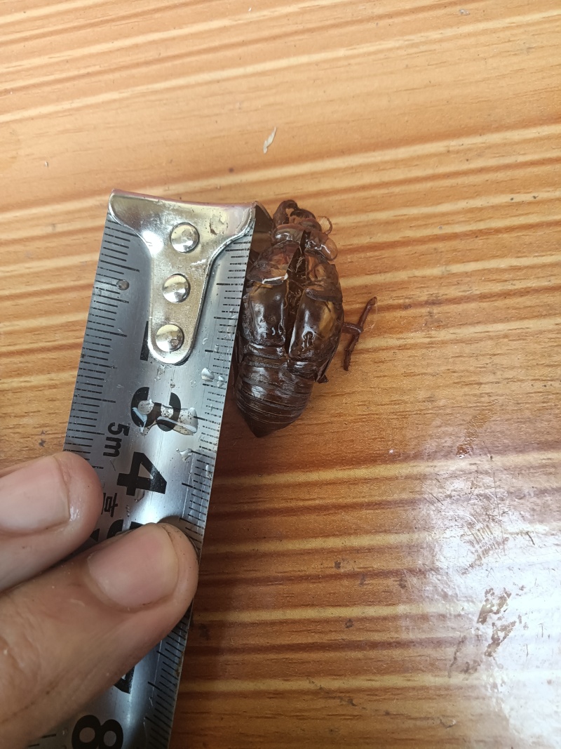 蝉蜕