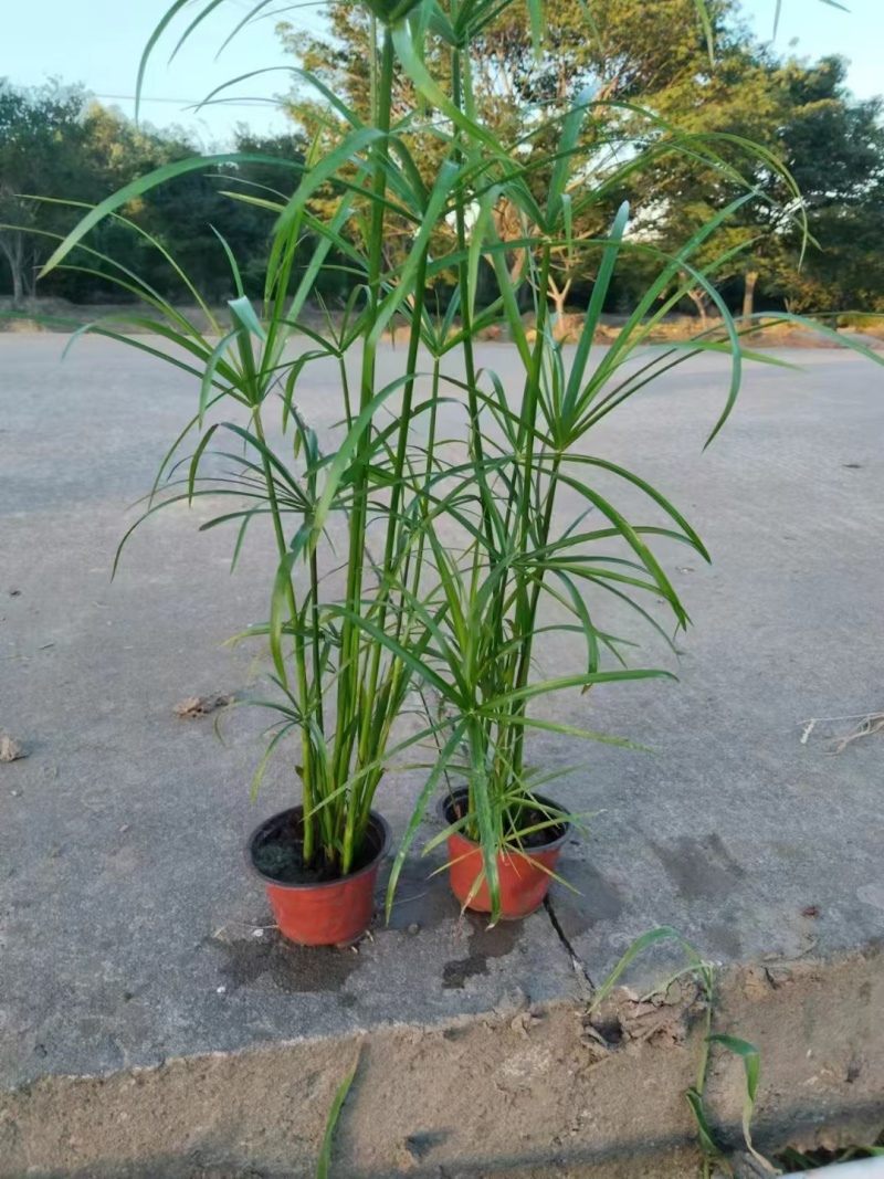 水培植物旱伞草(风车草)180杯、300盆