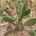 仙人掌🌵苗