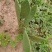 仙人掌🌵苗