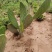 仙人掌🌵苗