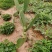 仙人掌🌵苗