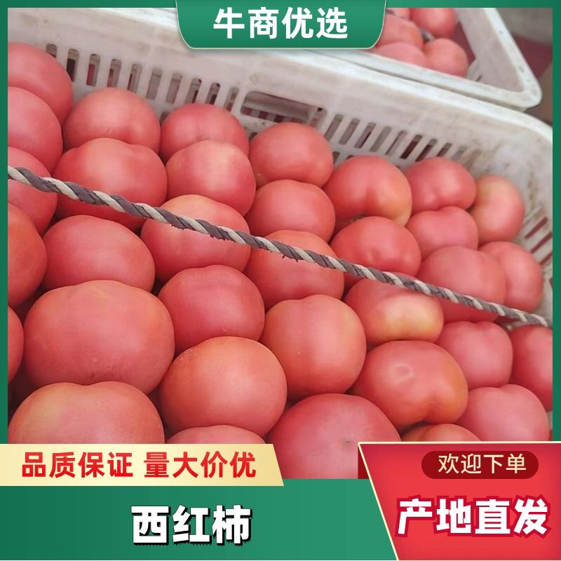 西红柿番茄长治壶关县西红柿代办诚信经营保质保量