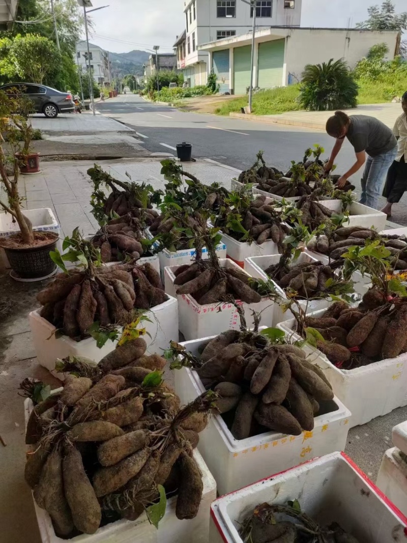 赣南安远县紫山药代办费