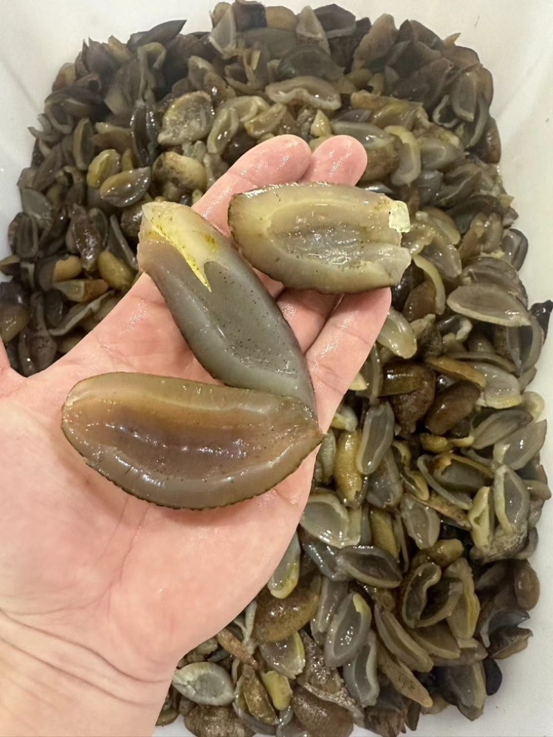 深海乌圆参【耐煮耐焖】，源头工厂发货，保质保量，欢迎来电