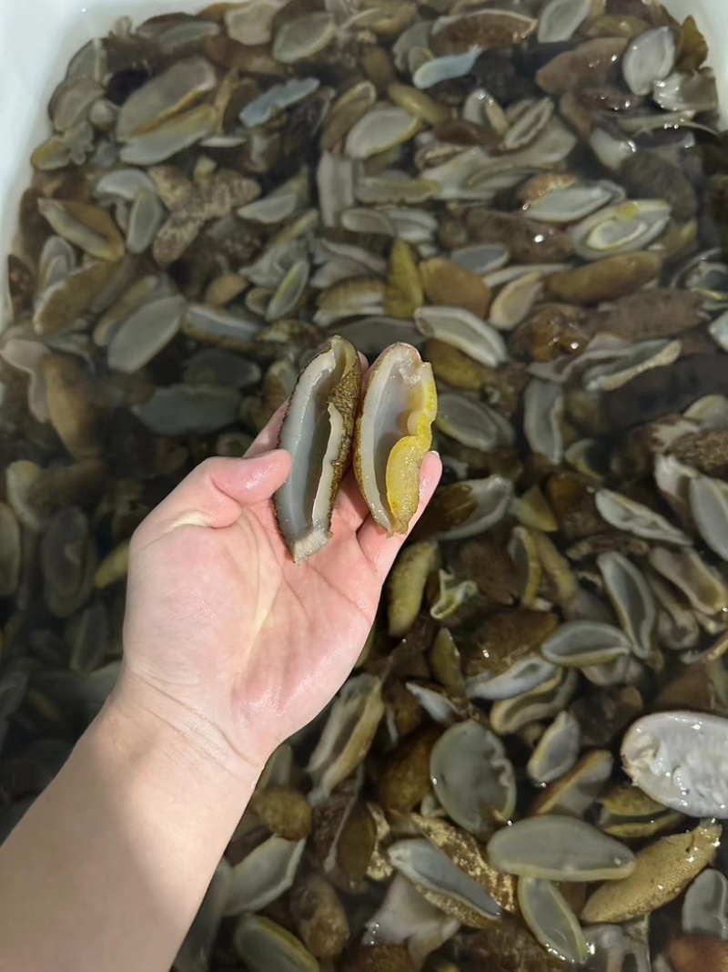 深海乌圆参【耐煮耐焖】，源头工厂发货，保质保量，欢迎来电