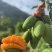 芒果。攀枝花凯特芒，金煌芒，椰乡芒果。。
