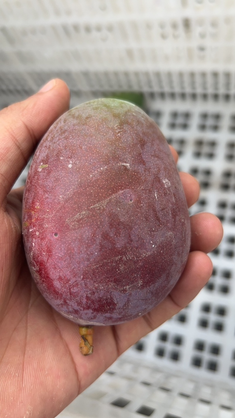 芒果。攀枝花凯特芒，金煌芒，椰乡芒果。。