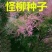 怪柳种子盐碱地种子柽柳柳阴柳种子柽柳种子包邮免
