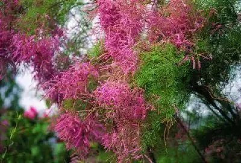 怪柳种子盐碱地种子柽柳柳阴柳种子柽柳种子包邮免