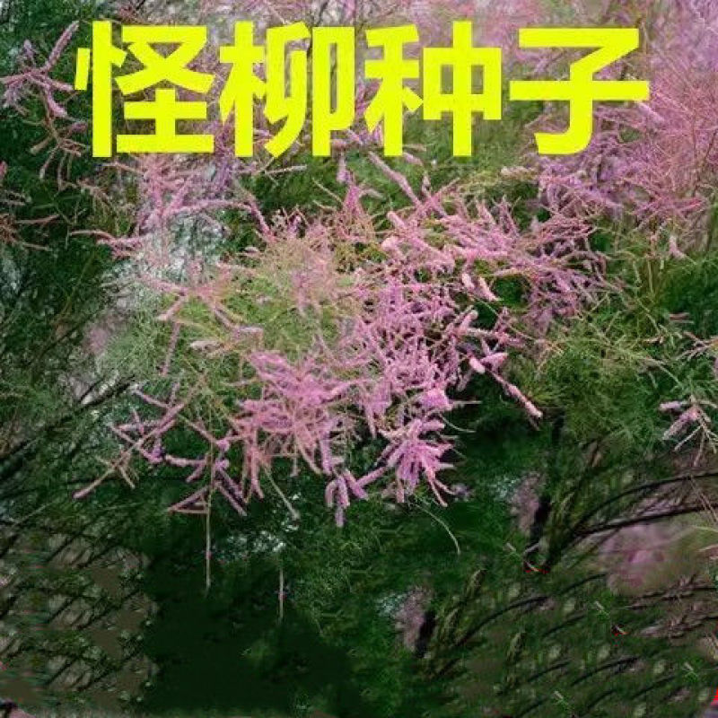 怪柳种子盐碱地种子柽柳柳阴柳种子柽柳种子包邮免