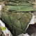 长度33-45厘米粽叶长年大量供货，可供厂家，品质保证