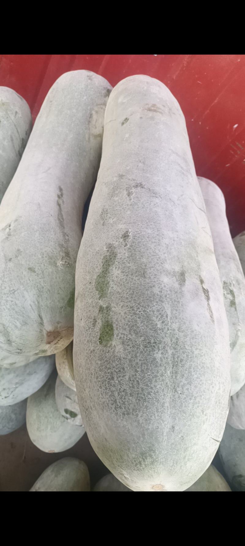 500亩长腿白冬瓜