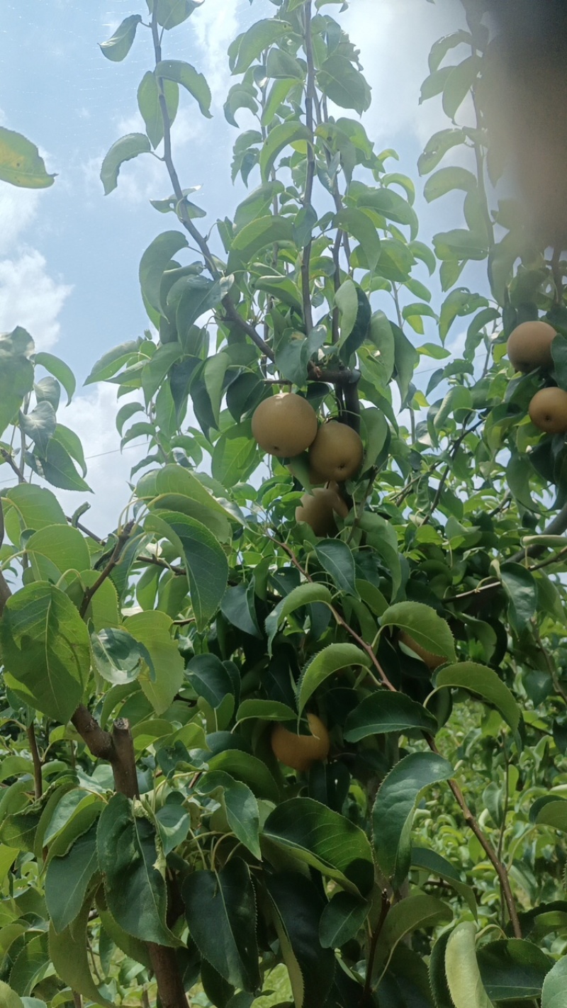 【推荐】圆黄梨基地供应量大质优价格优惠支持视频看货