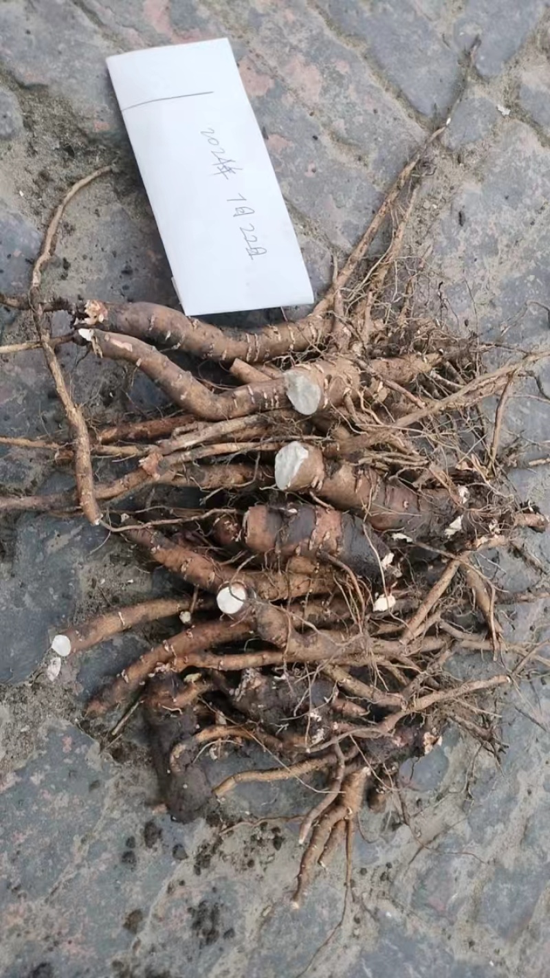 芍药
