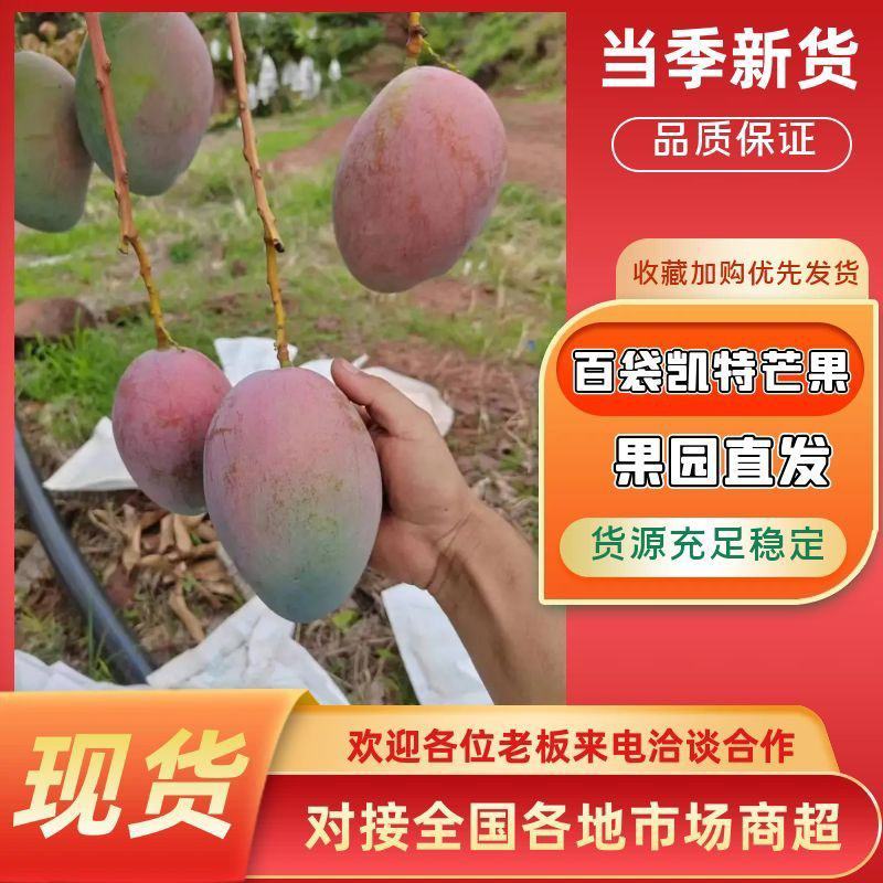 2025年凯特芒果品质保证量大从优欢迎进店选购