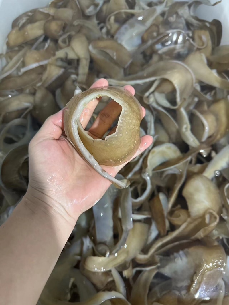 【优质】甲鱼裙边，耐煮耐炖，品质好，货量足，可零售可批发
