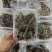 【优质】甲鱼裙边，耐煮耐炖，品质好，货量足，可零售可批发