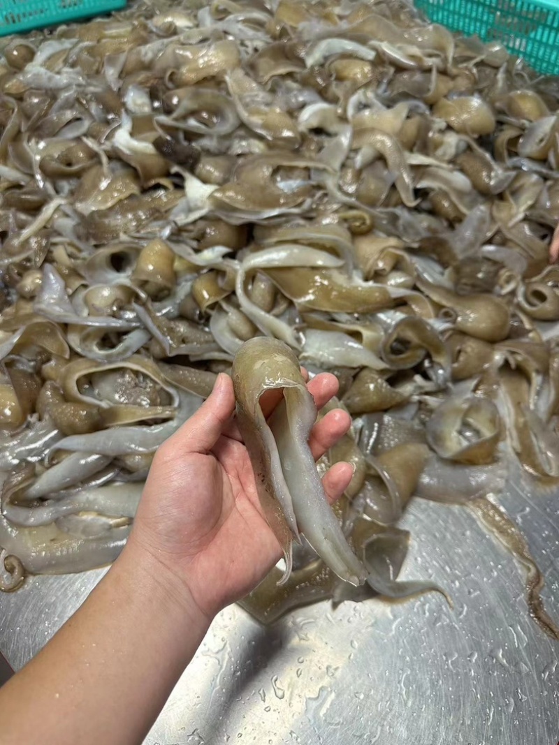【优质】甲鱼裙边，耐煮耐炖，品质好，货量足，可零售可批发
