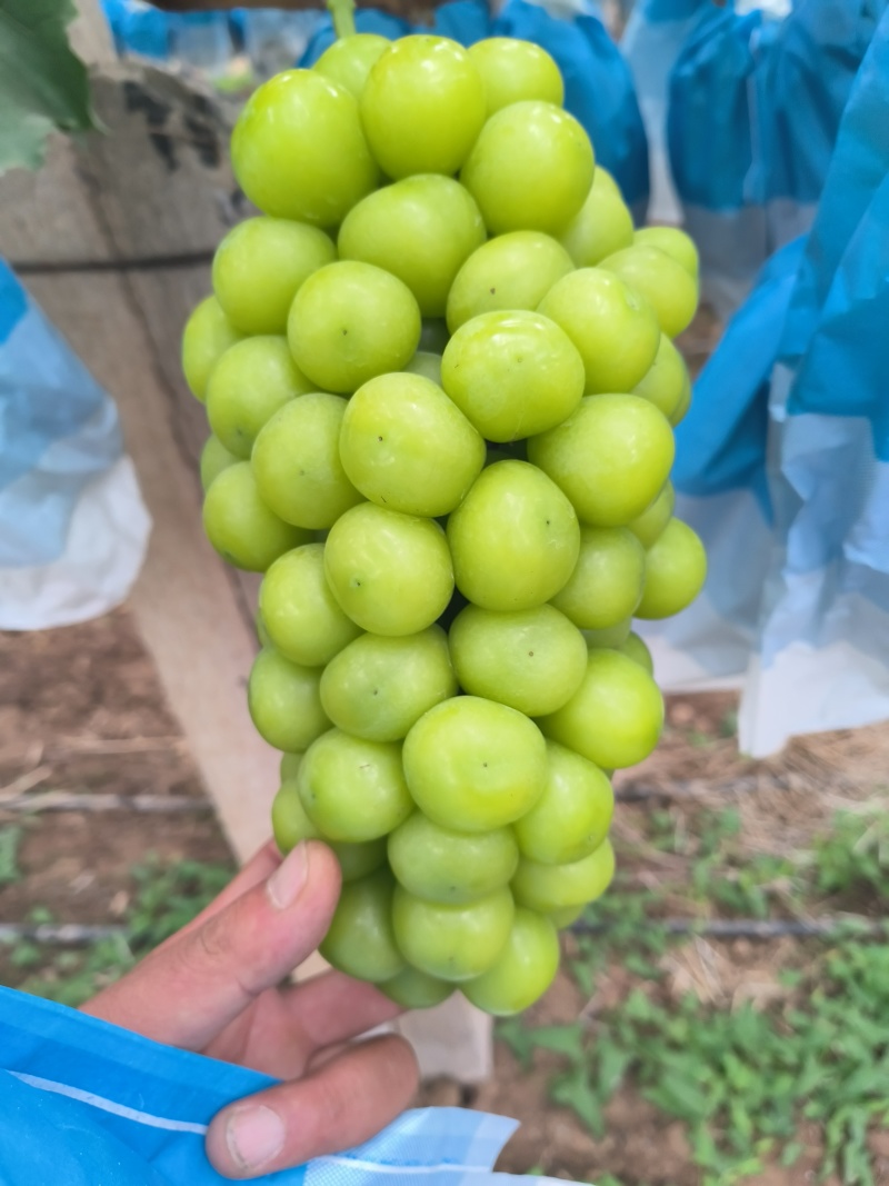 阳光玫瑰基地直批脆陕西阳光玫瑰量大从优，产地直供，