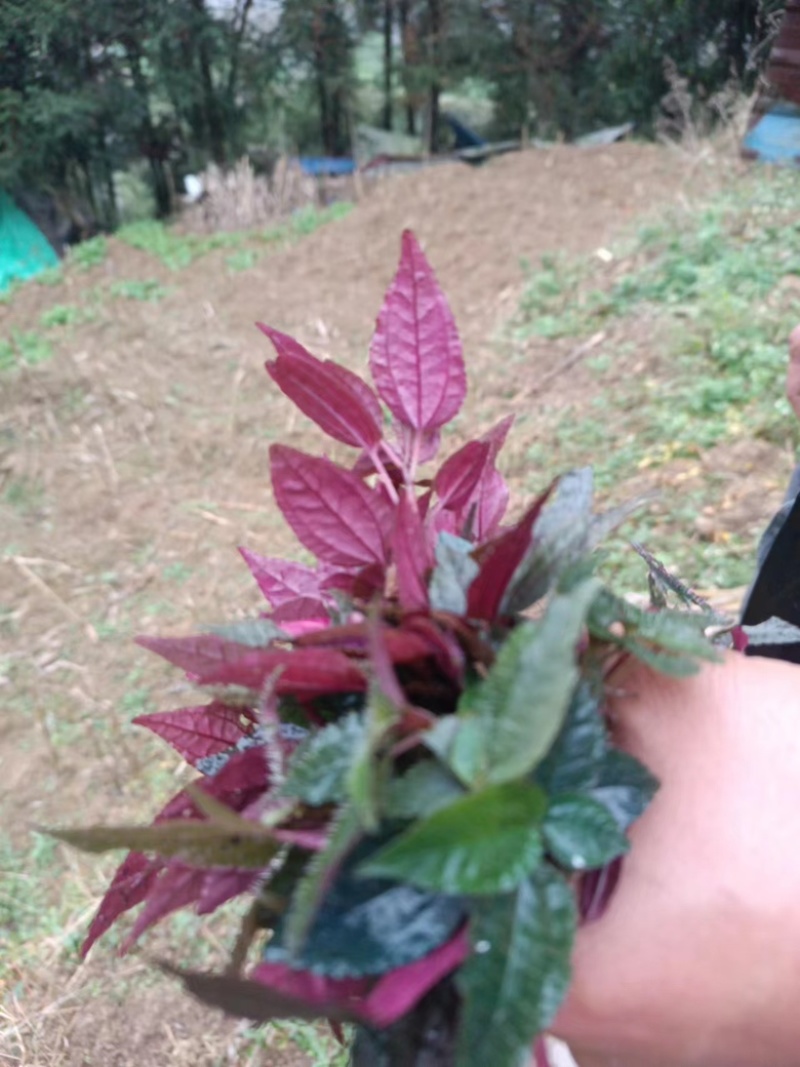 风柜斗草