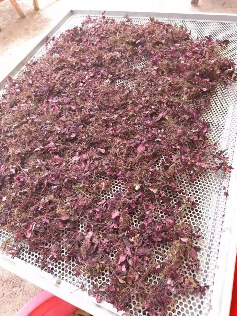 风柜斗草