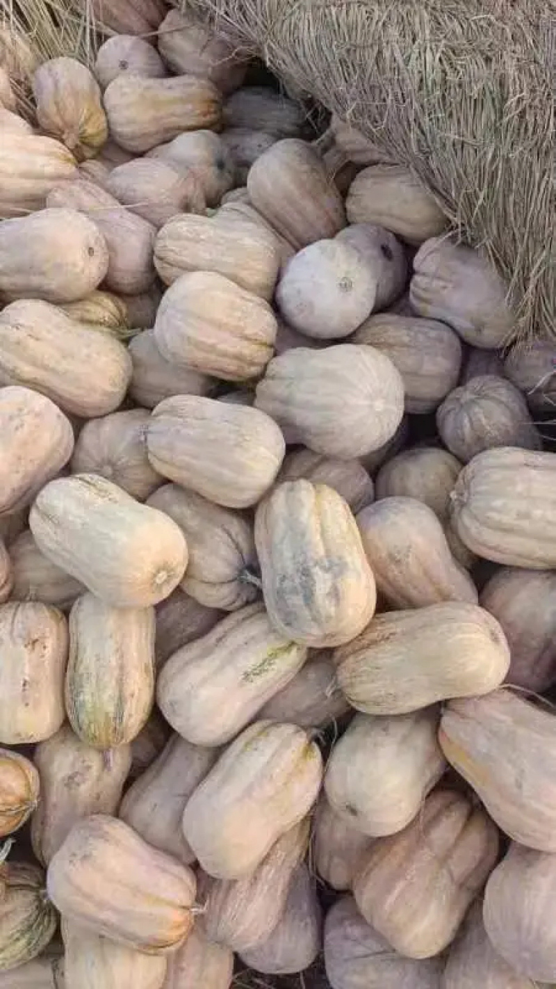 河南南阳南瓜金香小南瓜新鲜南瓜当季南瓜产地批发大量供货代发