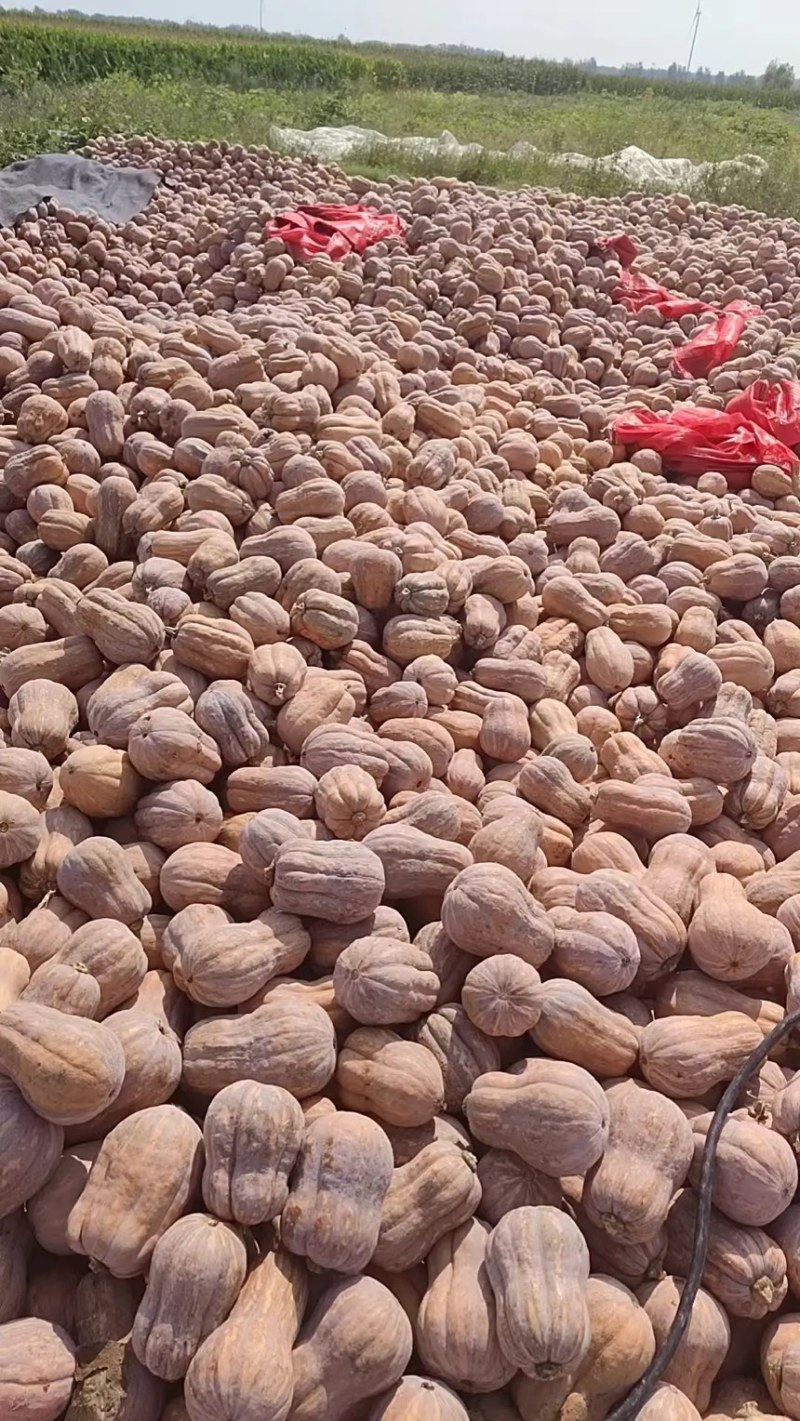 河南南阳南瓜金香小南瓜新鲜南瓜当季南瓜产地批发大量供货代发