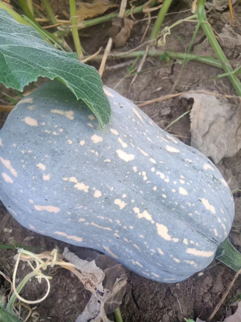 河南南阳南瓜金香小南瓜新鲜南瓜当季南瓜产地批发大量供货代发