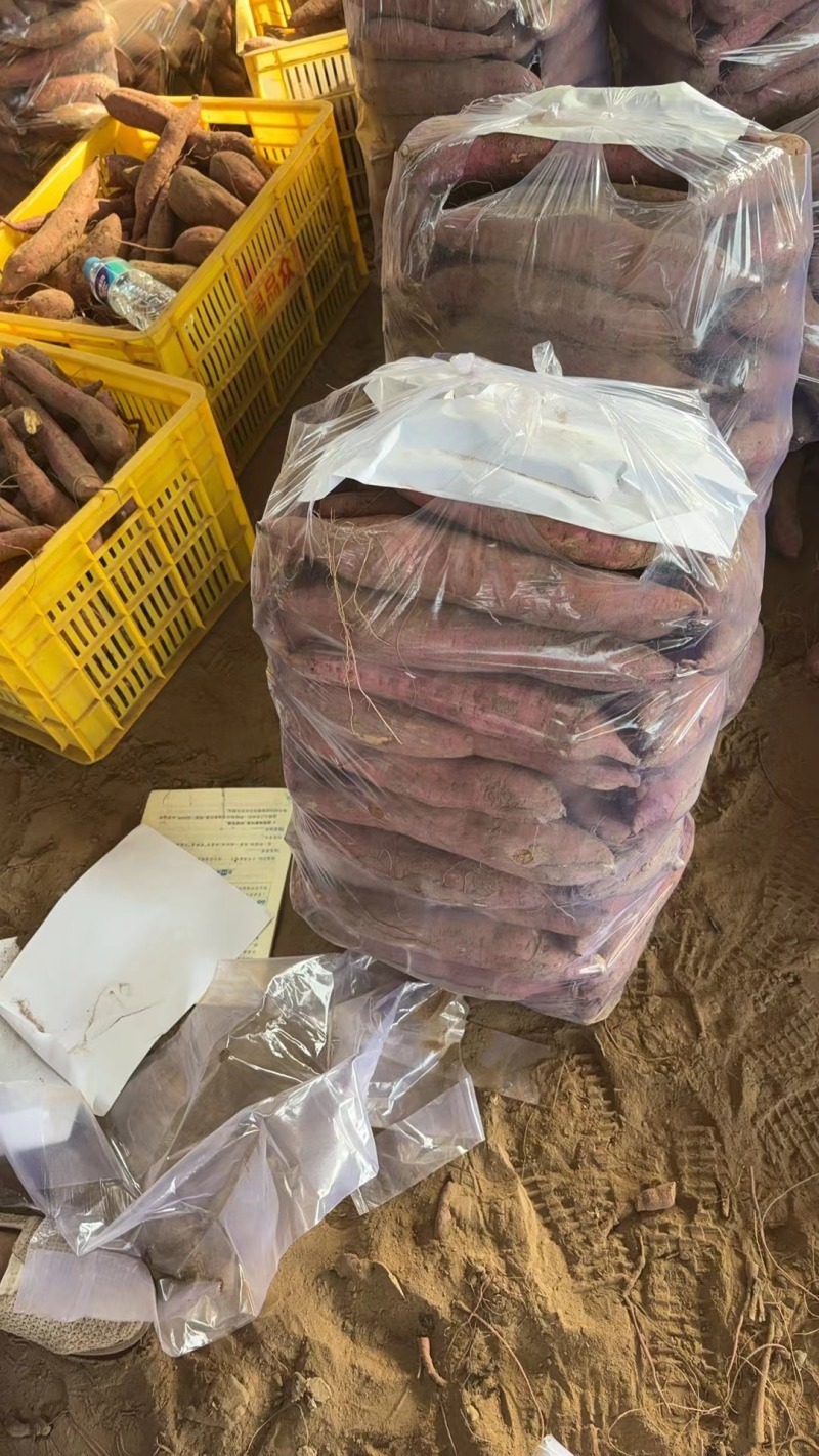 沙地板栗红薯产地直发全国发货，老板热情，欢迎咨询
