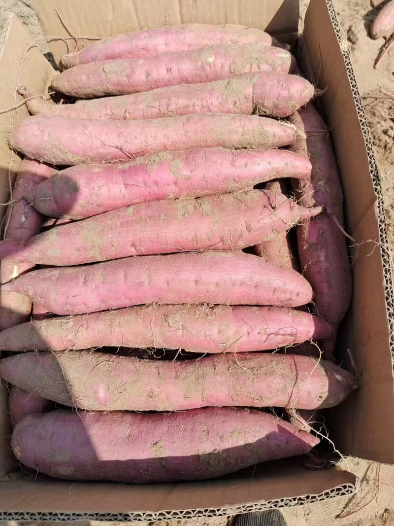 沙地板栗红薯产地直发全国发货，老板热情，欢迎咨询