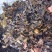 海藻山东水洗干货小粒含量高量大从优