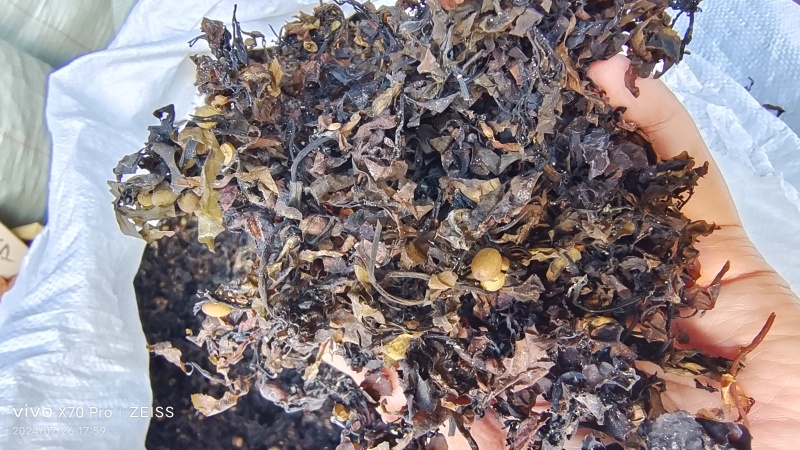 海藻山东水洗干货小粒含量高量大从优