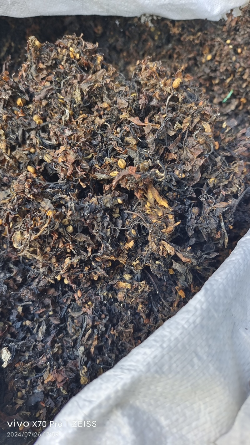 海藻山东水洗干货小粒含量高量大从优