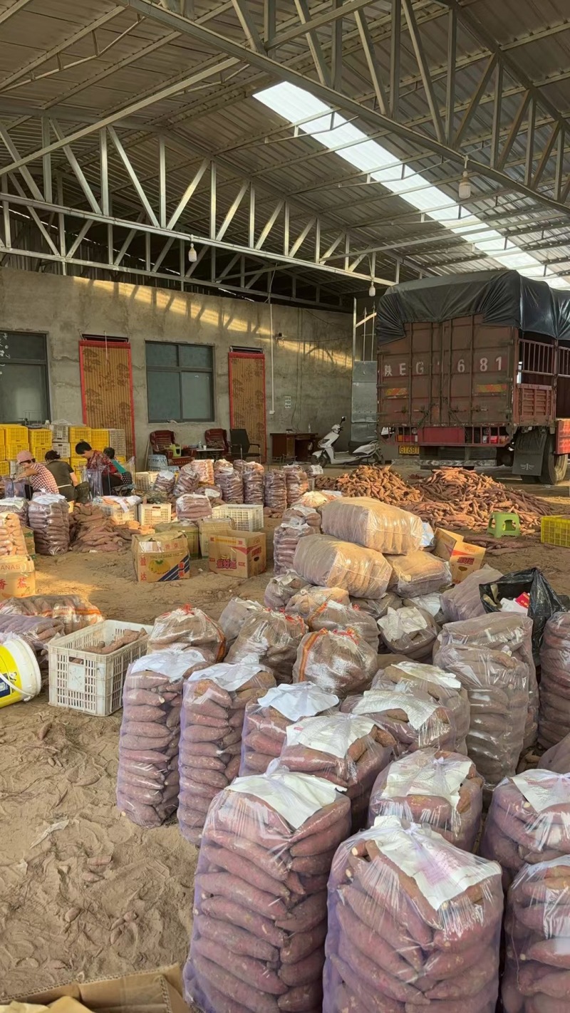 陕西特产板栗红薯红薯产地直发量大从优货源充足