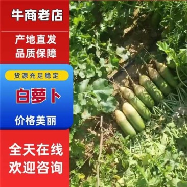 河南省灵宝市青萝卜，现拔现发，地头装货，不限量供应