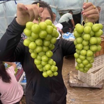 饶阳阳光玫瑰大量上市对接全国市场产地直发一手货